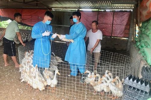 Không để dịch chồng dịch trong chăn nuôi