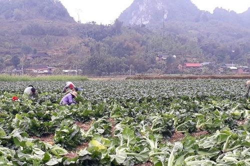 Trồng rau Nhật xuất khẩu sang Nhật