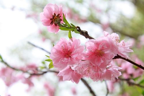 Hoa đào tượng trưng cho thuần khiết, bất tử, ngừa ung thư, tiểu đường tăng miễn dịch…