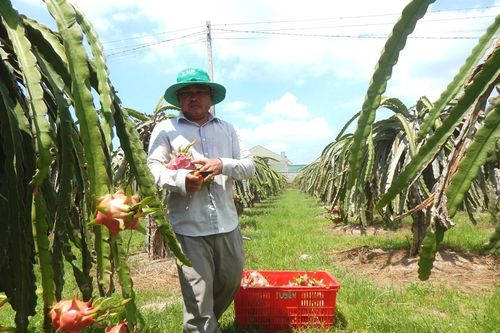Đầu năm, thanh long tăng giá mạnh, nông dân mừng ít, lo nhiều
