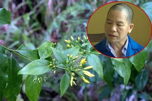 Ly kỳ hành trình phá vụ án dùng lá ngón đầu độc 5 người