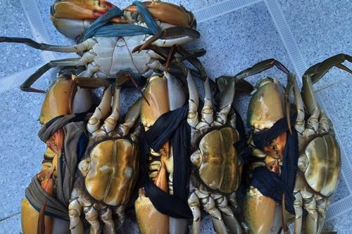 Nông dân Cà Mau trúng lớn vụ cua biển dịp Tết