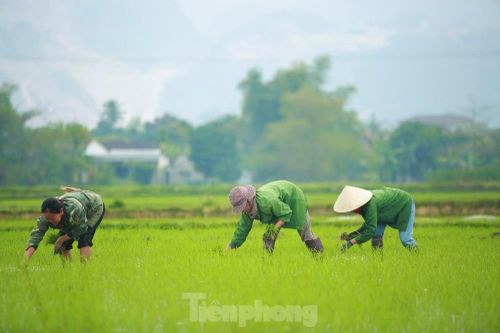 Bà con nông dân rộn ràng xuống đồng đầu năm mới