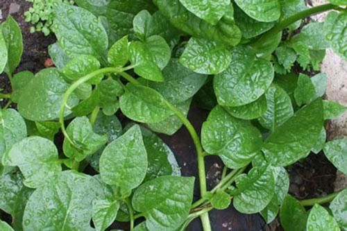 Da đẹp mịn màng, sạch mụn trứng cá chỉ với mồng tơi