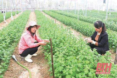 Huyện Đông Sơn đẩy mạnh ứng dụng công nghệ cao trong sản xuất nông nghiệp