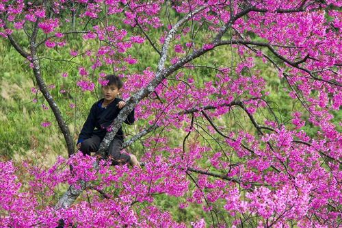 Mù Cang Chải đẹp tựa tranh vẽ với 'đặc sản' Tớ Dày
