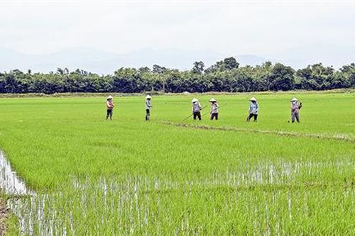 Tiếp tục tập trung chăm sóc cây trồng