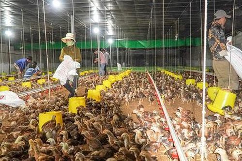 Thu tiền tỉ từ liên kết chăn nuôi gà