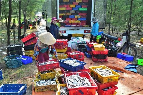 Ngư dân Gio Linh trúng đậm cá trích, mực và ruốc