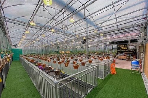 Vườn lan bạc tỷ của chàng trai trẻ thu hút khách chơi lan mọi miền