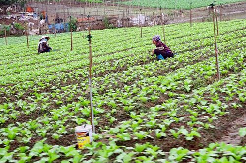 Giá trị canh tác đạt 280 triệu đồng/ha
