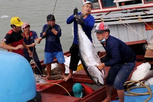 Kỳ vọng chuyến biển đầu năm, của ngư dân Nam Trung Bộ