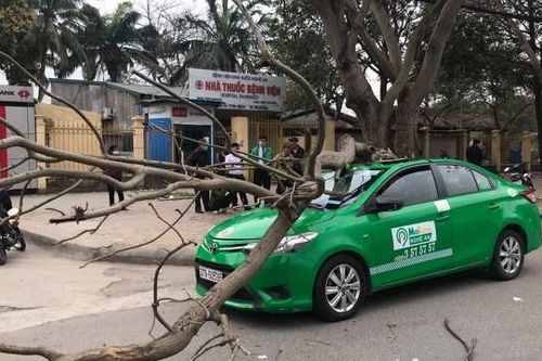 Dừng trả khách, taxi Mai Linh bị cành cây đè bẹp dúm