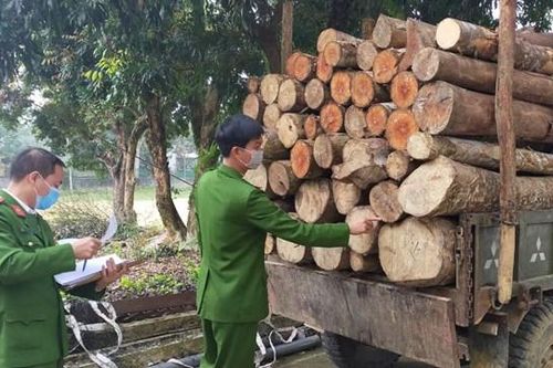 Khai thác trộm cả trăm khúc gỗ tròn để đem đi bán