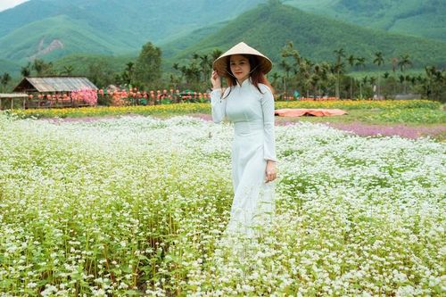 Ngắm hoa vùng Tây Bắc nở giữa miền Trung