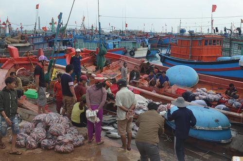 Cá Hoàng Sa - Trường Sa hối hả cập bờ