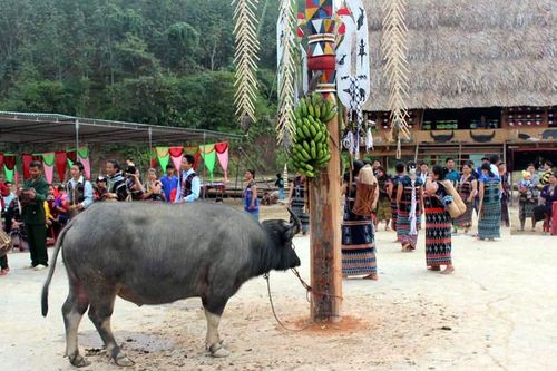 'Trâu thiêng'