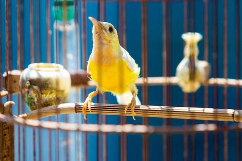 Lan... rồi chim đột biến tiền tỷ: Đại gia Việt tiêu hoang cỡ nào?
