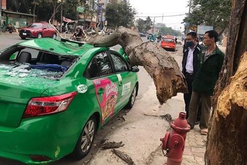 Cây gãy đè bẹp dúm xe taxi vừa dừng