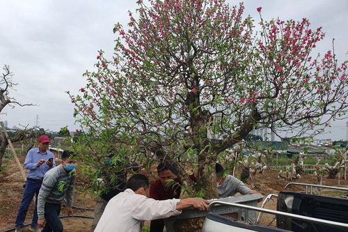 Đào, quất sớm 'về vườn' sau Tết Tân Sửu