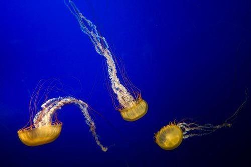 Cách tái tạo cánh tay kỳ dị của loài sứa