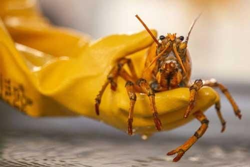 Những con tôm hùm đắt đỏ có màu sắc lạ quý hiếm nhất thế giới
