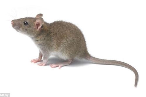Phát hiện 'giác quan thứ 6' ở chuột