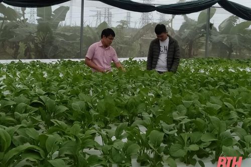 Huyện Nông Cống phát triển nông nghiệp bền vững