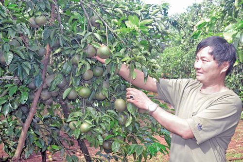 'Cam ông Lộc' trên đất Gia Lai