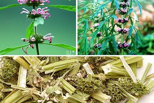 Các bài thuốc từ cây ích mẫu