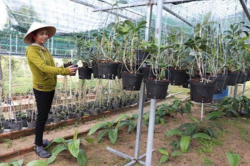 Phát triển, bảo tồn nguồn gen một số loài lan rừng