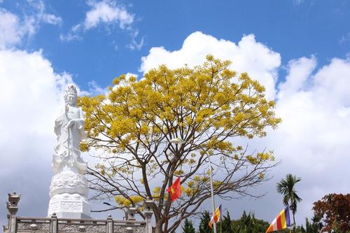 Bảo Lộc rực sắc phượng vàng