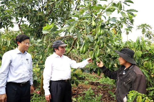 Vườn bơ 034 trái vụ ''độc nhất'' huyện Bảo Lâm