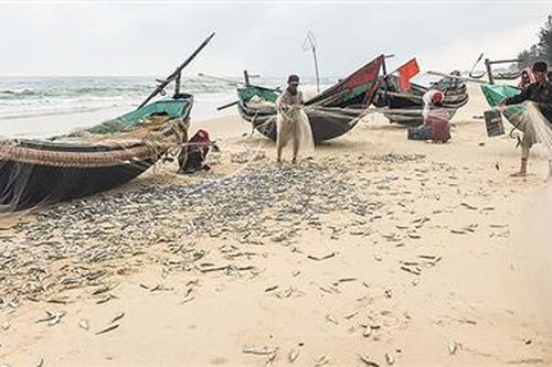 Ngư dân trúng 'lộc biển' đầu xuân