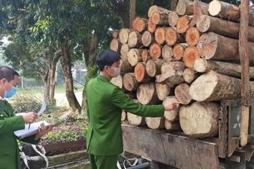 Dùng xe tự chế vận chuyển 93 khúc gỗ tròn trái phép