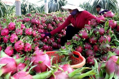 Bình Thuận: Thanh long bất ngờ tăng giá Tết Tân Sửu