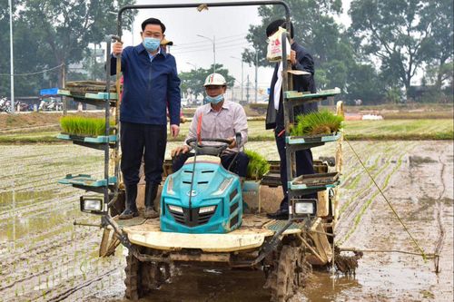 Bí thư, Chủ tịch Hà Nội xuống ruộng cấy lúa cùng nông dân