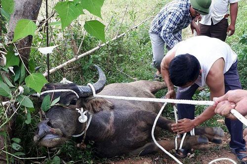 Bắt trộm trâu, bò rồi mang vào rừng xẻ thịt