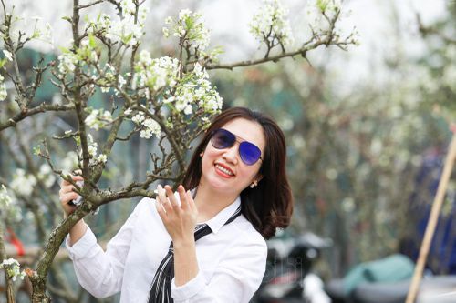 Hoa lê trắng tinh khôi có giá tiền triệu khoe sắc tại Hà Nội