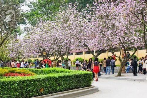 Không đeo khẩu trang khi check-in tại 'Con đường hoa Ban' – Người dân không biết sợ?