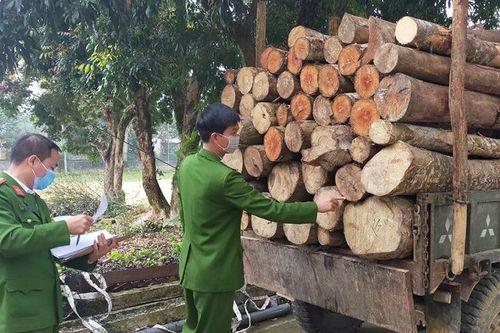 Khai thác, vận chuyển gỗ trái phép