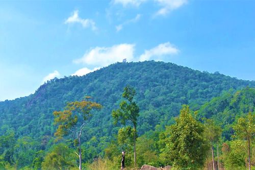 Rừng pơ-mu nguyên sinh ở Đắk Lắk tiếp tục bị khai thác trái phép