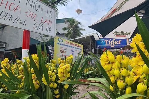 Tiểu thương buôn hoa Tết đồng loạt giảm giá kịch sàn
