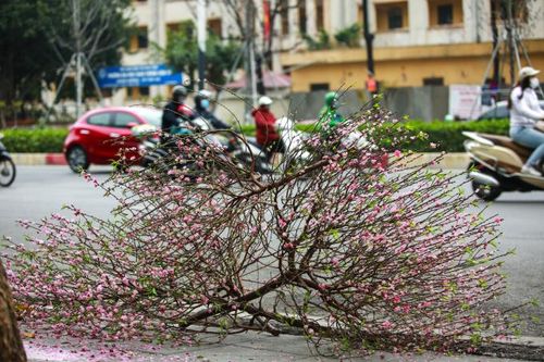 Hà Nội: Cành đào tiền triệu chơi 3 ngày Tết đã 'vô chủ' nằm lăn lóc bên đường