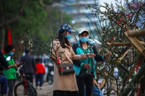 Hà Nội: Hoa lê rừng xuống phố giá gần chục triệu đồng vẫn tấp nập người hỏi mua