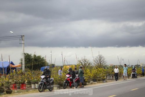 Thủ phủ mai vàng miền Trung doanh thu gần 80 tỉ đồng trong vụ Tết