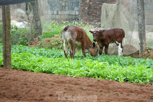 Nuốt nước mắt để kệ cho bò ăn rau xanh sau Tết