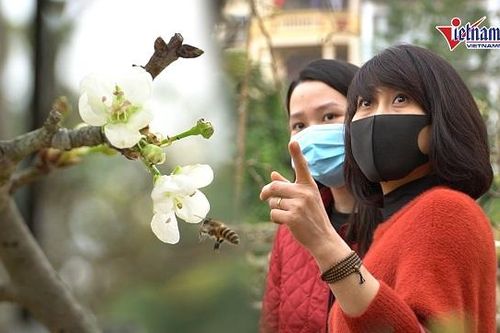 Hoa lê rừng xuống phố, hút hồn người chơi hoa Hà Nội