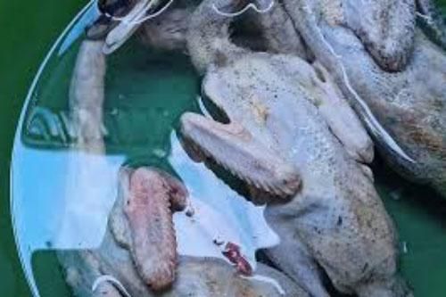 Bố mẹ vợ gửi cho 3 con vịt, chồng bĩu môi 'lần sau đồ tử tế mới nhận' và lời đáp lại của vợ lại khiến anh ngượng chín mặt