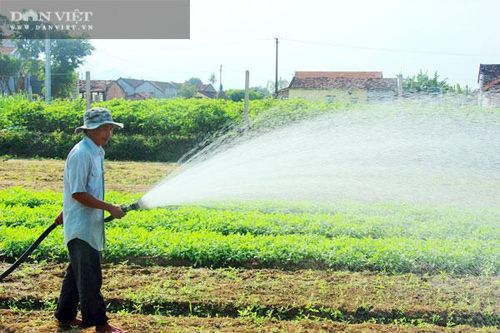 Rau VietGAP 'bán chạy như tôm tươi', nông dân tỉnh Bình Định nhà nào trồng nhà đó trúng đậm